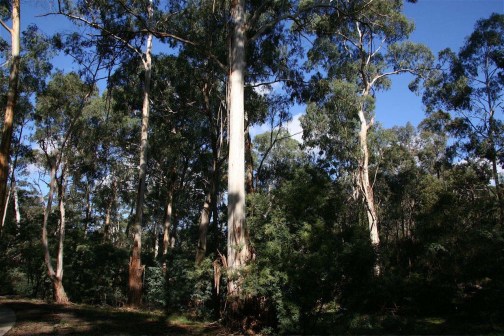 Mullum Mullum valley Eucalyptus – Ian Moodie