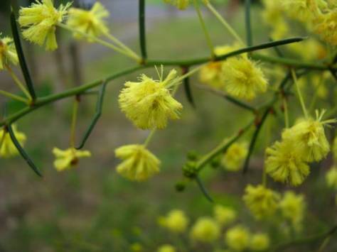 Spreading Wattle (Accacia Genistifolia) – Sue Bendel